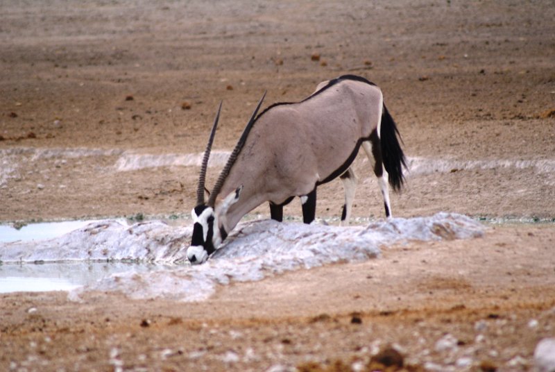 p (788).JPG -                      